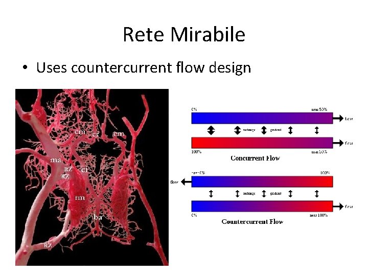 Rete Mirabile • Uses countercurrent flow design 