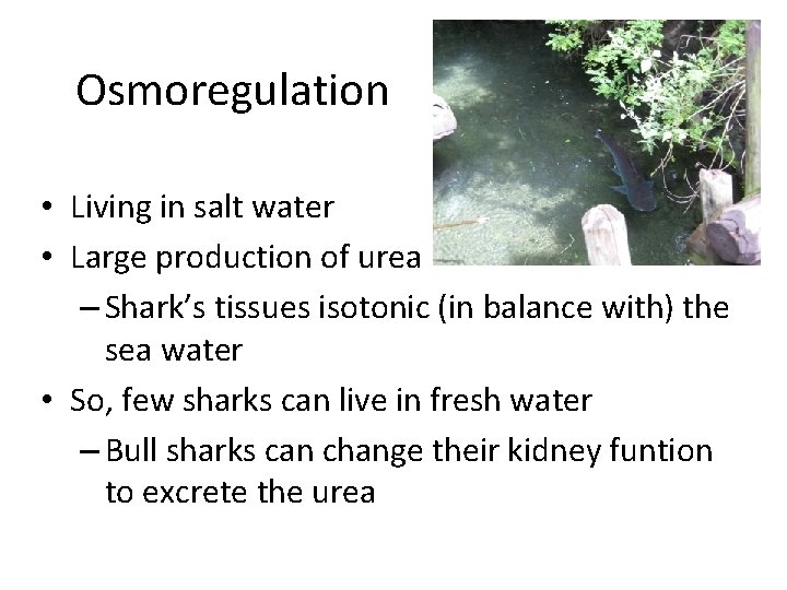 Osmoregulation • Living in salt water • Large production of urea – Shark’s tissues