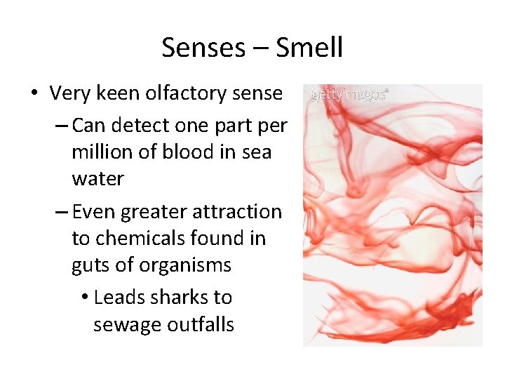 Senses – Smell • Very keen olfactory sense – Can detect one part per