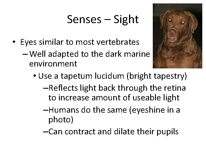 Senses – Sight • Eyes similar to most vertebrates – Well adapted to the