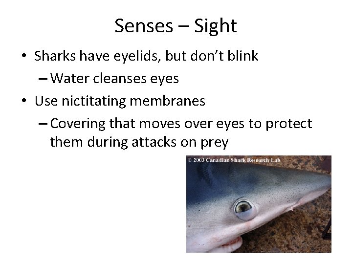 Senses – Sight • Sharks have eyelids, but don’t blink – Water cleanses eyes