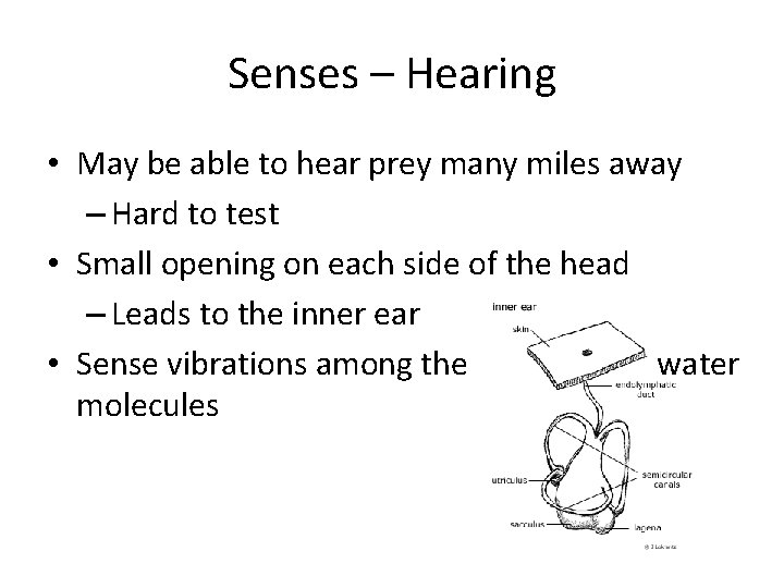 Senses – Hearing • May be able to hear prey many miles away –