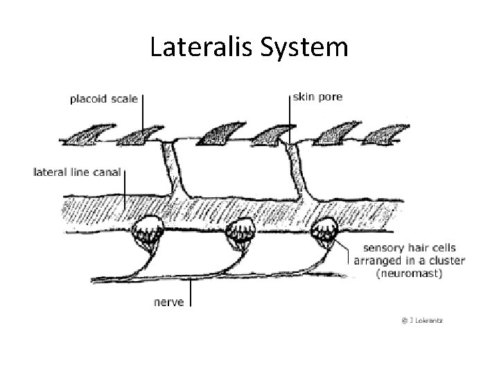 Lateralis System 