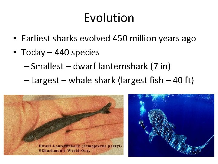 Evolution • Earliest sharks evolved 450 million years ago • Today – 440 species