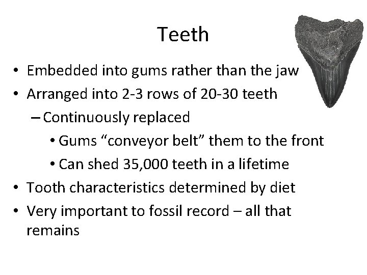 Teeth • Embedded into gums rather than the jaw • Arranged into 2 -3
