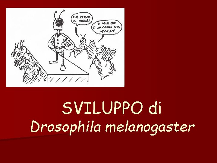 SVILUPPO di Drosophila melanogaster SVILUPPO di Drosophila melanogaster