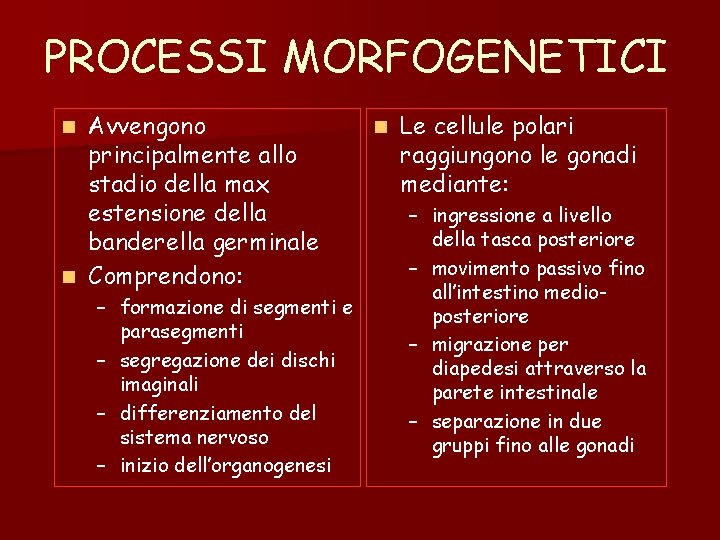 PROCESSI MORFOGENETICI Avvengono principalmente allo stadio della max estensione della banderella germinale n Comprendono: PROCESSI MORFOGENETICI Avvengono principalmente allo stadio della max estensione della banderella germinale n Comprendono: