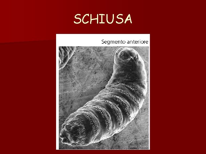 SCHIUSA SCHIUSA