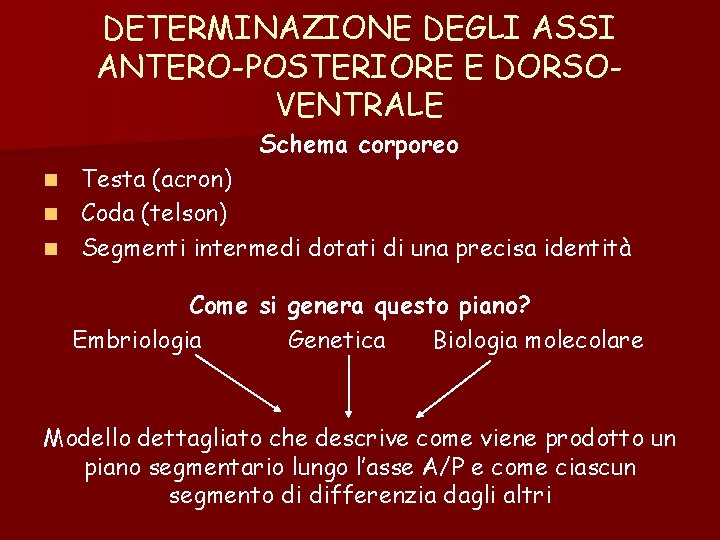 DETERMINAZIONE DEGLI ASSI ANTERO-POSTERIORE E DORSOVENTRALE Schema corporeo Testa (acron) n Coda (telson) n DETERMINAZIONE DEGLI ASSI ANTERO-POSTERIORE E DORSOVENTRALE Schema corporeo Testa (acron) n Coda (telson) n