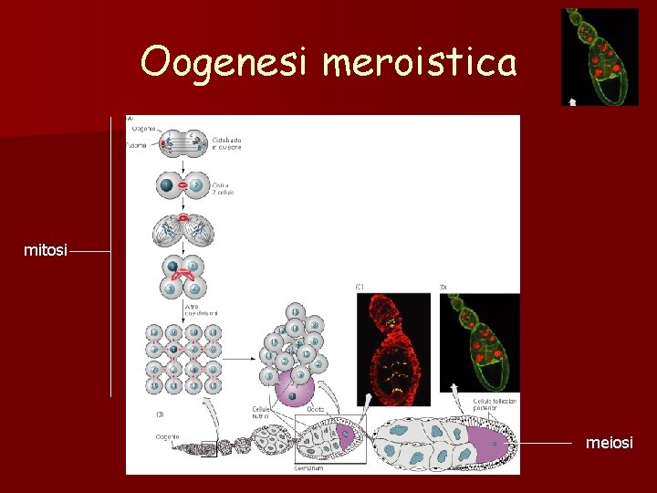 Oogenesi meroistica mitosi meiosi Oogenesi meroistica mitosi meiosi