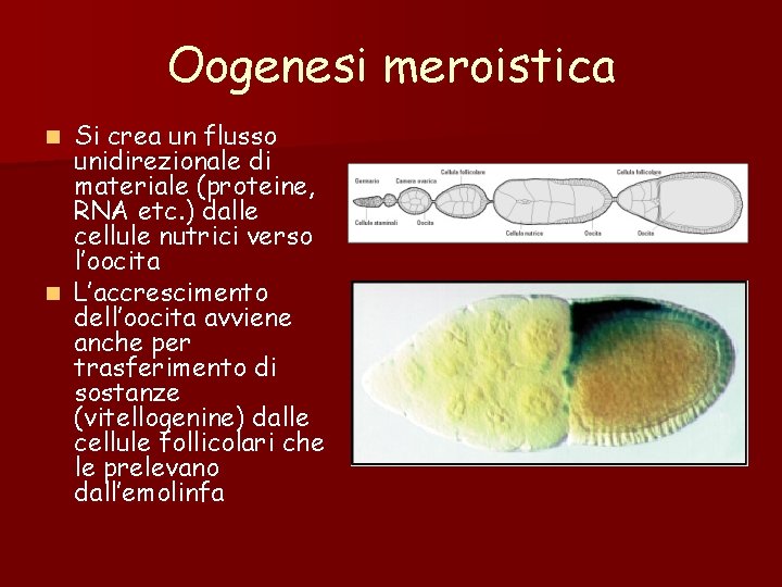 Oogenesi meroistica Si crea un flusso unidirezionale di materiale (proteine, RNA etc. ) dalle Oogenesi meroistica Si crea un flusso unidirezionale di materiale (proteine, RNA etc. ) dalle