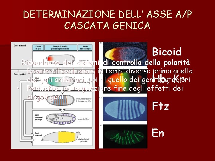 DETERMINAZIONE DELL’ ASSE A/P CASCATA GENICA Bicoid Ridondanza dei sistemi di controllo della polarità DETERMINAZIONE DELL’ ASSE A/P CASCATA GENICA Bicoid Ridondanza dei sistemi di controllo della polarità