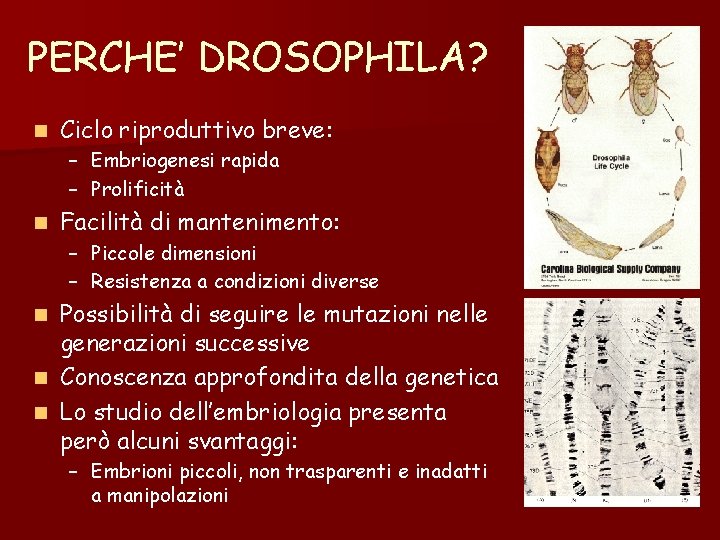 PERCHE’ DROSOPHILA? n Ciclo riproduttivo breve: – Embriogenesi rapida – Prolificità n Facilità di PERCHE’ DROSOPHILA? n Ciclo riproduttivo breve: – Embriogenesi rapida – Prolificità n Facilità di