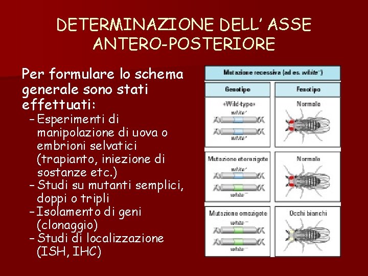 DETERMINAZIONE DELL’ ASSE ANTERO-POSTERIORE Per formulare lo schema generale sono stati effettuati: – Esperimenti DETERMINAZIONE DELL’ ASSE ANTERO-POSTERIORE Per formulare lo schema generale sono stati effettuati: – Esperimenti