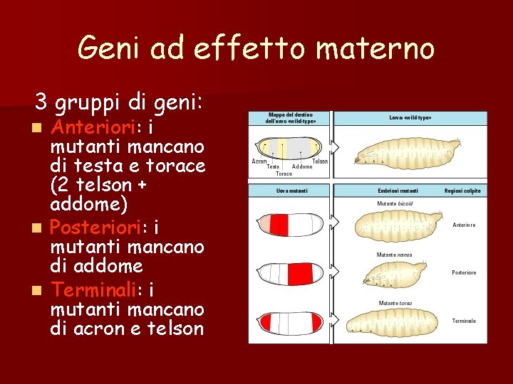 Geni ad effetto materno 3 gruppi di geni: Anteriori: i mutanti mancano di testa Geni ad effetto materno 3 gruppi di geni: Anteriori: i mutanti mancano di testa