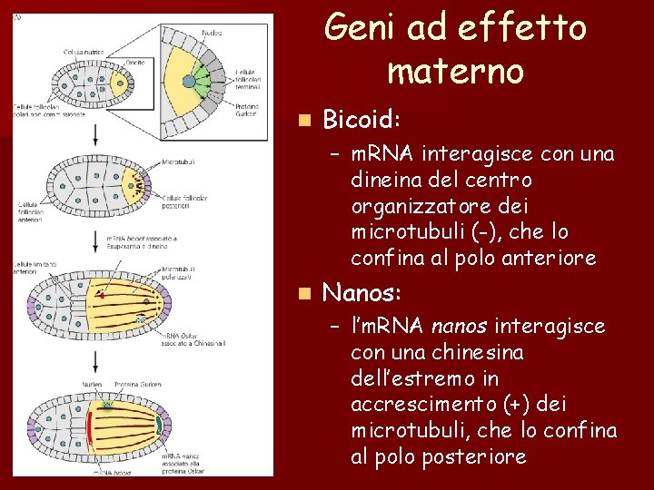 Geni ad effetto materno n Bicoid: – m. RNA interagisce con una dineina del Geni ad effetto materno n Bicoid: – m. RNA interagisce con una dineina del