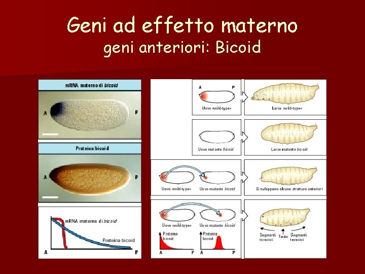 Geni ad effetto materno geni anteriori: Bicoid Geni ad effetto materno geni anteriori: Bicoid