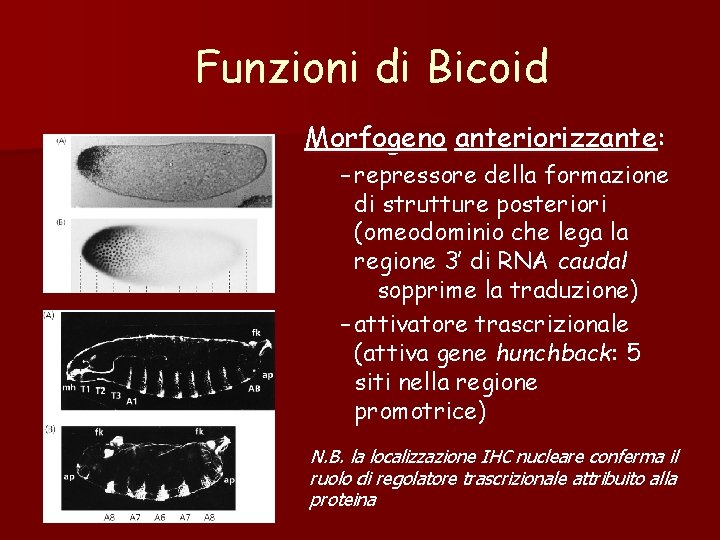 Funzioni di Bicoid Morfogeno anteriorizzante: – repressore della formazione di strutture posteriori (omeodominio che Funzioni di Bicoid Morfogeno anteriorizzante: – repressore della formazione di strutture posteriori (omeodominio che