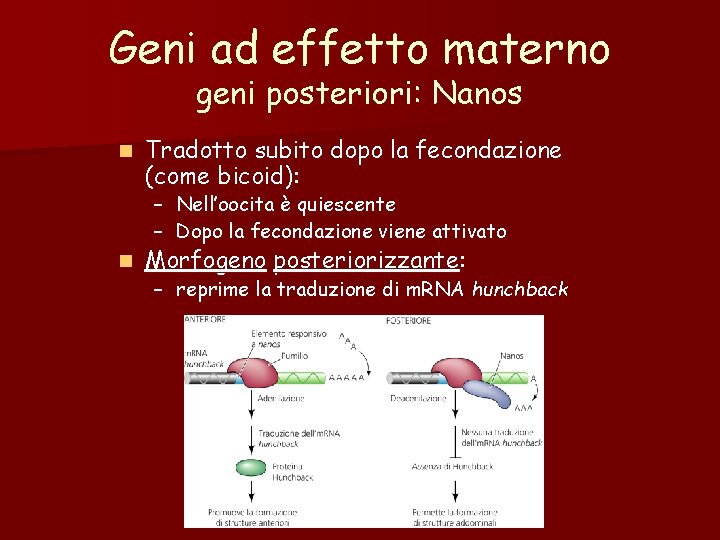 Geni ad effetto materno geni posteriori: Nanos n Tradotto subito dopo la fecondazione (come Geni ad effetto materno geni posteriori: Nanos n Tradotto subito dopo la fecondazione (come