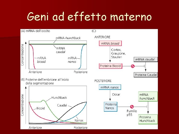 Geni ad effetto materno Geni ad effetto materno