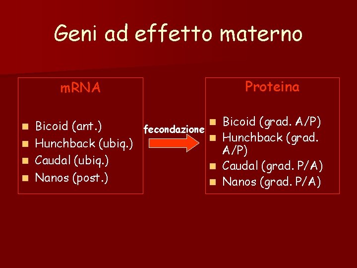 Geni ad effetto materno m. RNA Proteina n Bicoid (grad. A/P) Bicoid (ant. ) Geni ad effetto materno m. RNA Proteina n Bicoid (grad. A/P) Bicoid (ant. )