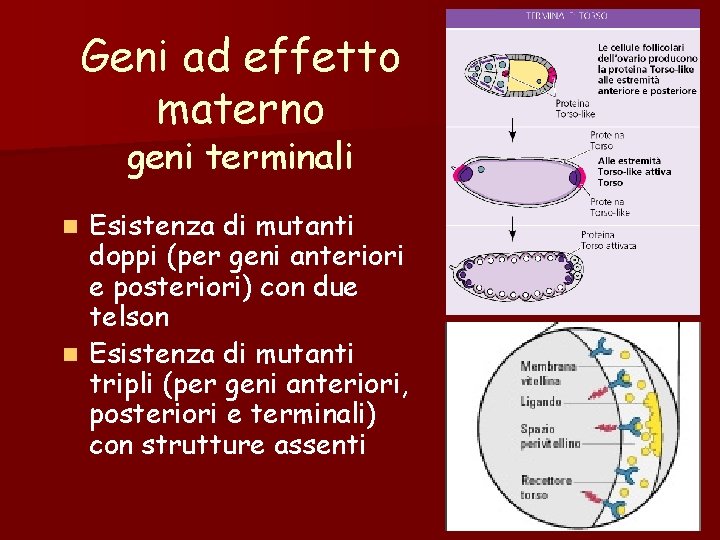 Geni ad effetto materno geni terminali Esistenza di mutanti doppi (per geni anteriori e Geni ad effetto materno geni terminali Esistenza di mutanti doppi (per geni anteriori e