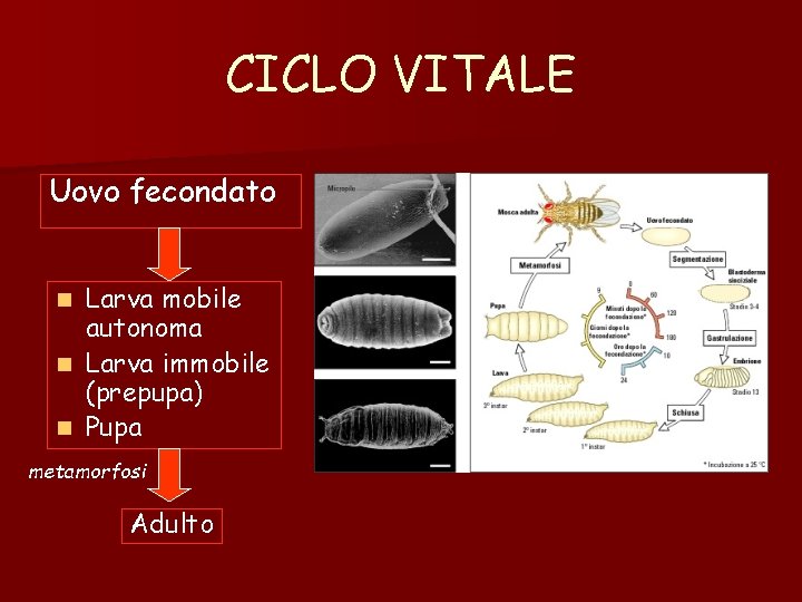 CICLO VITALE Uovo fecondato Larva mobile autonoma n Larva immobile (prepupa) n Pupa n CICLO VITALE Uovo fecondato Larva mobile autonoma n Larva immobile (prepupa) n Pupa n