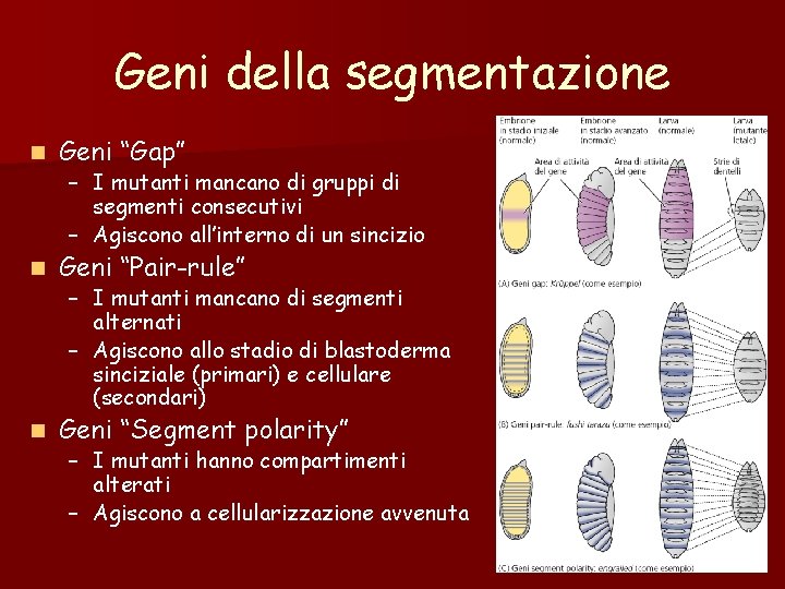 Geni della segmentazione n Geni “Gap” n Geni “Pair-rule” n Geni “Segment polarity” – Geni della segmentazione n Geni “Gap” n Geni “Pair-rule” n Geni “Segment polarity” –