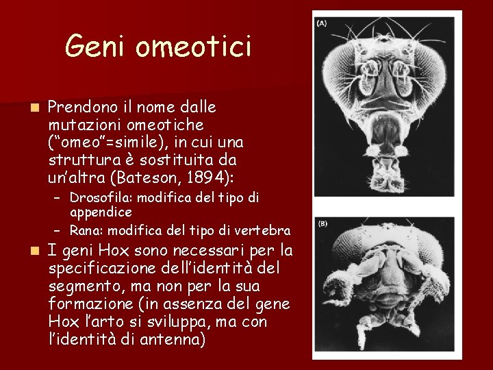 Geni omeotici n Prendono il nome dalle mutazioni omeotiche (“omeo”=simile), in cui una struttura Geni omeotici n Prendono il nome dalle mutazioni omeotiche (“omeo”=simile), in cui una struttura