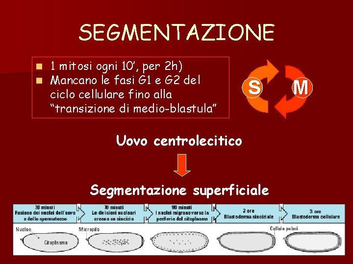 SEGMENTAZIONE n n 1 mitosi ogni 10’, per 2 h) Mancano le fasi G SEGMENTAZIONE n n 1 mitosi ogni 10’, per 2 h) Mancano le fasi G