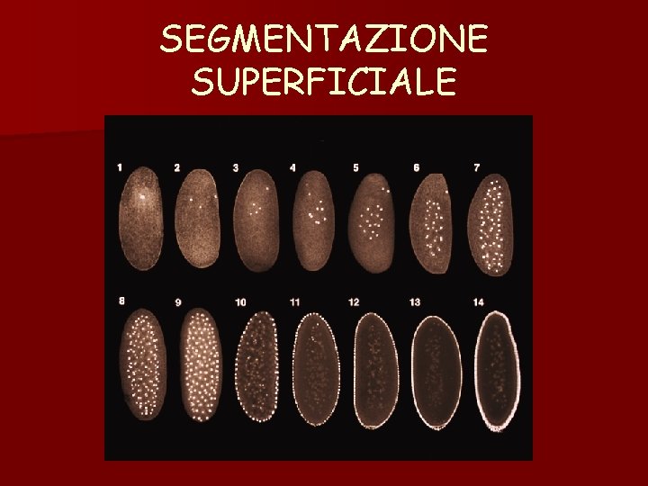 SEGMENTAZIONE SUPERFICIALE SEGMENTAZIONE SUPERFICIALE
