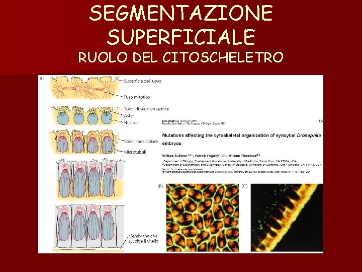 SEGMENTAZIONE SUPERFICIALE RUOLO DEL CITOSCHELETRO SEGMENTAZIONE SUPERFICIALE RUOLO DEL CITOSCHELETRO