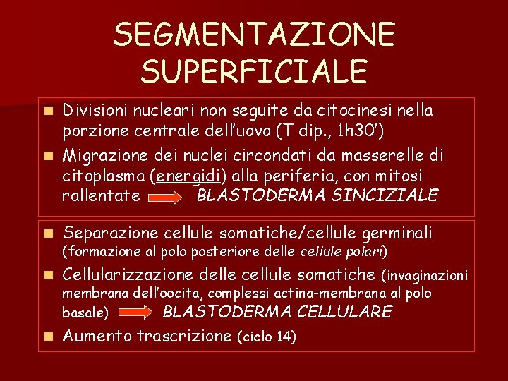 SEGMENTAZIONE SUPERFICIALE Divisioni nucleari non seguite da citocinesi nella porzione centrale dell’uovo (T dip. SEGMENTAZIONE SUPERFICIALE Divisioni nucleari non seguite da citocinesi nella porzione centrale dell’uovo (T dip.