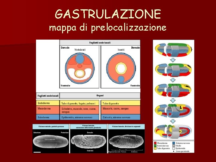 GASTRULAZIONE mappa di prelocalizzazione GASTRULAZIONE mappa di prelocalizzazione