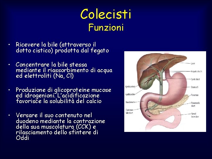 Colecisti Funzioni • Ricevere la bile (attraverso il dotto cistico) prodotta dal fegato •