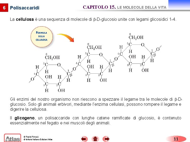 6 Polisaccaridi CAPITOLO 15. LE MOLECOLE DELLA VITA La cellulosa è una sequenza di