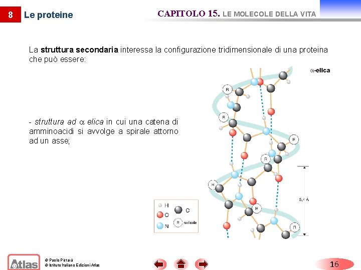 8 Le proteine CAPITOLO 15. LE MOLECOLE DELLA VITA La struttura secondaria interessa la