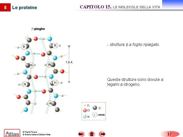 8 Le proteine CAPITOLO 15. LE MOLECOLE DELLA VITA - struttura a foglio ripiegato.