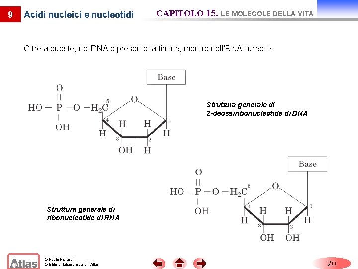 9 Acidi nucleici e nucleotidi CAPITOLO 15. LE MOLECOLE DELLA VITA Oltre a queste,