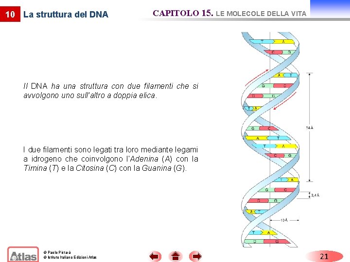 10 La struttura del DNA CAPITOLO 15. LE MOLECOLE DELLA VITA Il DNA ha