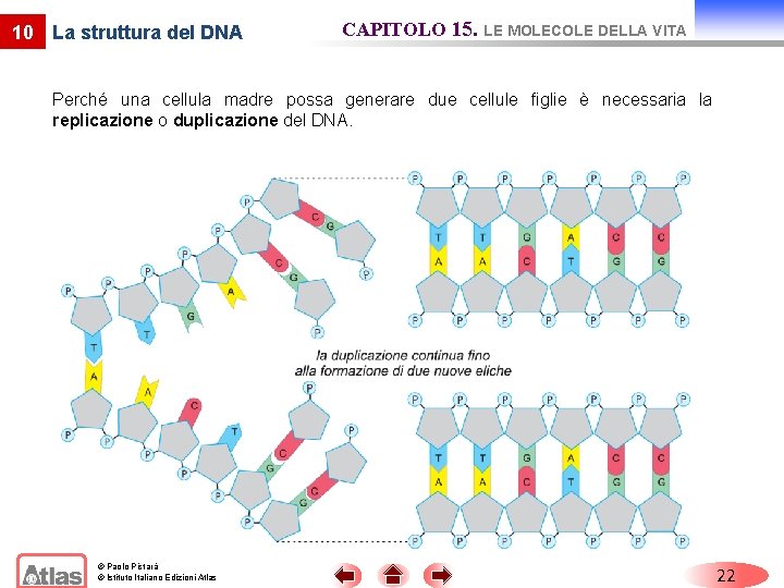 10 La struttura del DNA CAPITOLO 15. LE MOLECOLE DELLA VITA Perché una cellula