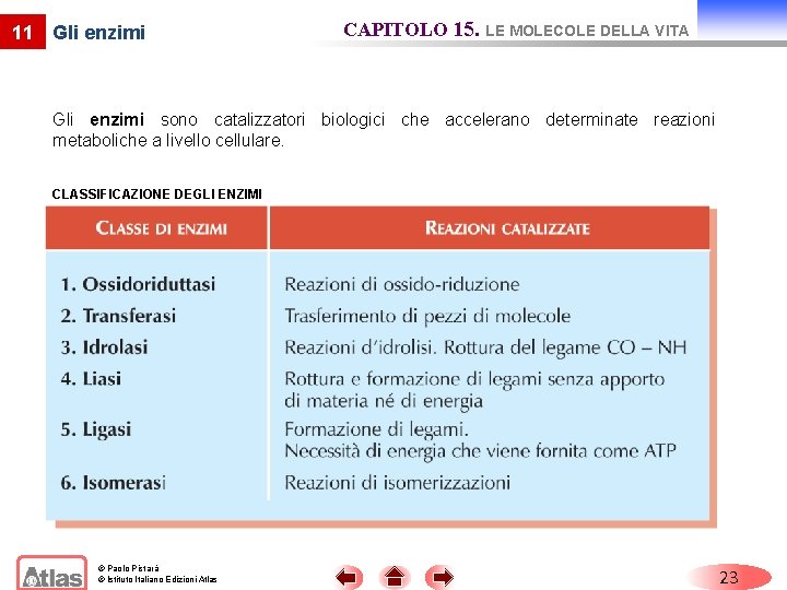 11 Gli enzimi CAPITOLO 15. LE MOLECOLE DELLA VITA Gli enzimi sono catalizzatori biologici