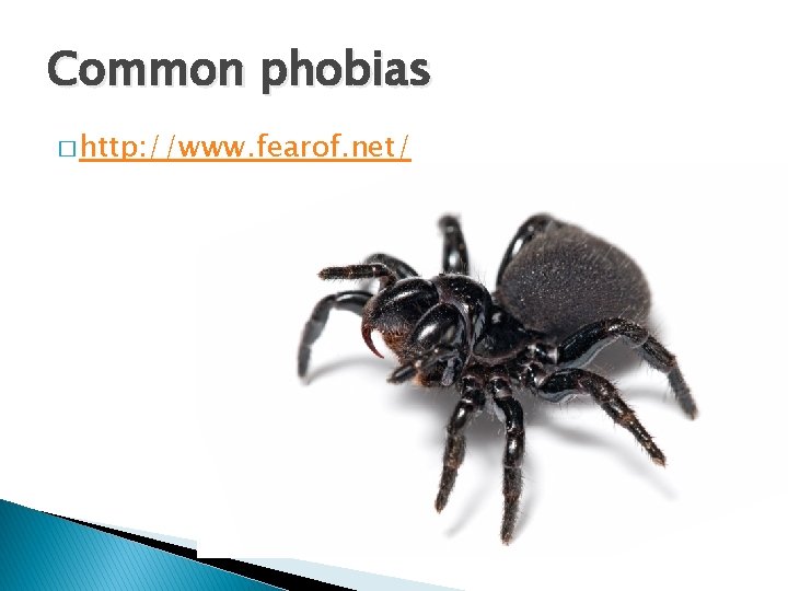 Common phobias � http: //www. fearof. net/ Common phobias � http: //www. fearof. net/