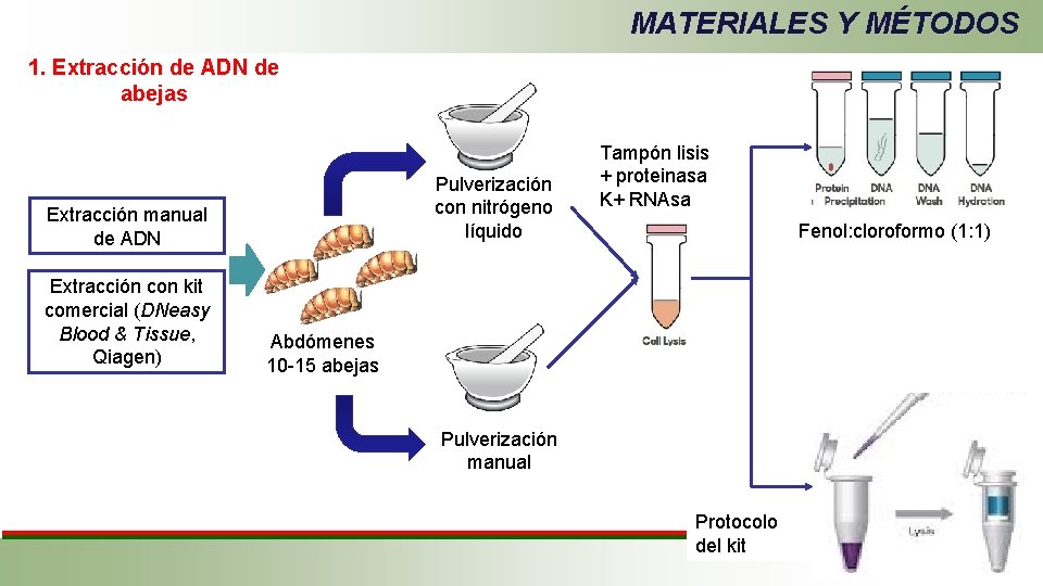 MATERIALES Y MÉTODOS 1. Extracción de ADN de abejas Pulverización con nitrógeno líquido Extracción