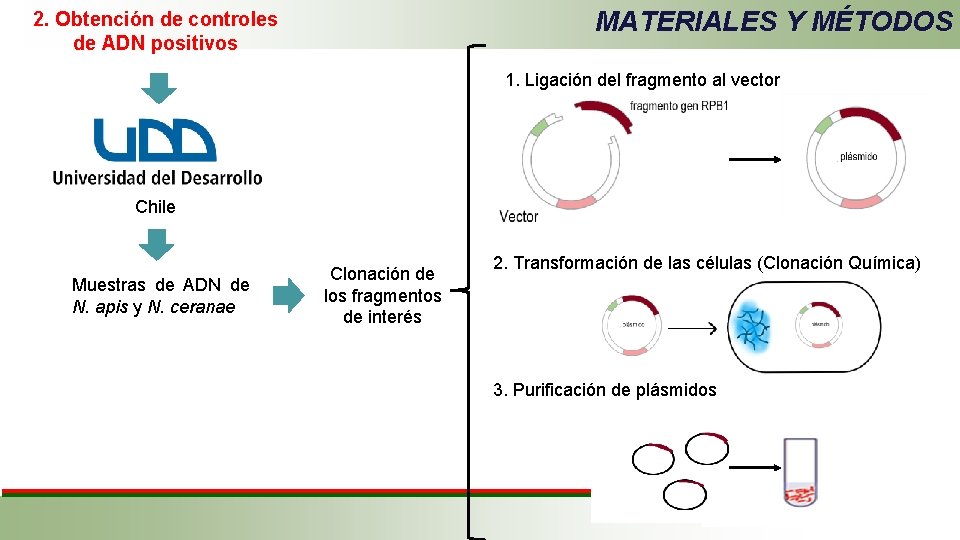 MATERIALES Y MÉTODOS 2. Obtención de controles de ADN positivos 1. Ligación del fragmento