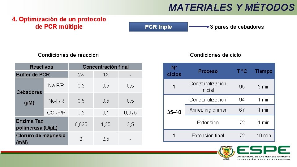 MATERIALES Y MÉTODOS 4. Optimización de un protocolo de PCR múltiple PCR triple 3