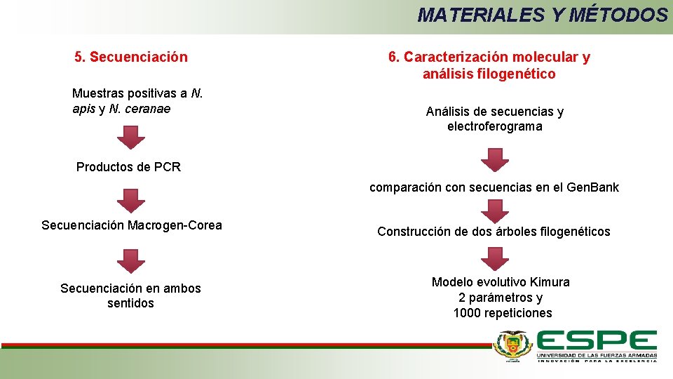 MATERIALES Y MÉTODOS 5. Secuenciación Muestras positivas a N. apis y N. ceranae 6.