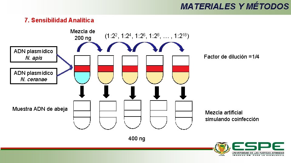 MATERIALES Y MÉTODOS 7. Sensibilidad Analítica Mezcla de 200 ng (1: 22, 1: 24,