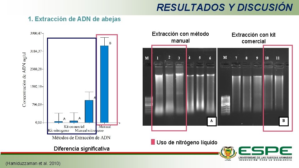 RESULTADOS Y DISCUSIÓN 1. Extracción de ADN de abejas Extracción con método manual M