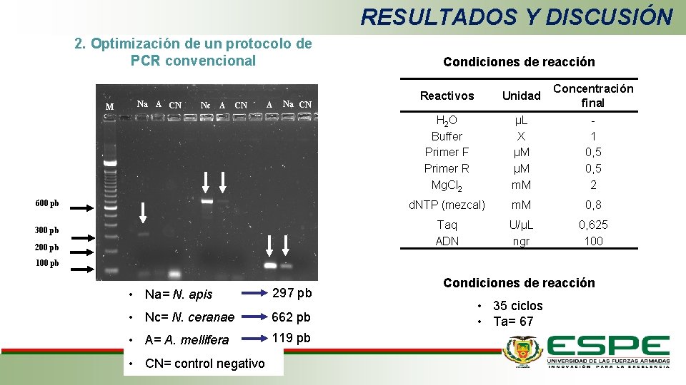 RESULTADOS Y DISCUSIÓN 2. Optimización de un protocolo de PCR convencional Condiciones de reacción